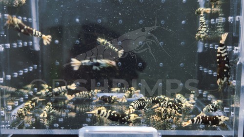 Caridine cantonensis black