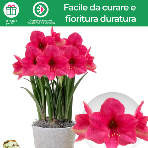 Bulbi amarillide sorpresa - di,