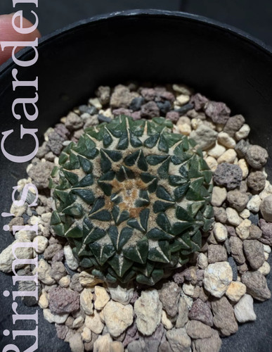 Rara pianta succulenta - , wysiwyg