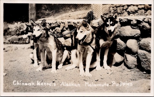 1947 dogsledding chinook - 1947,, dogsledding,