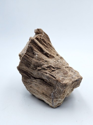Fossile legno pietrificato - fossile, di