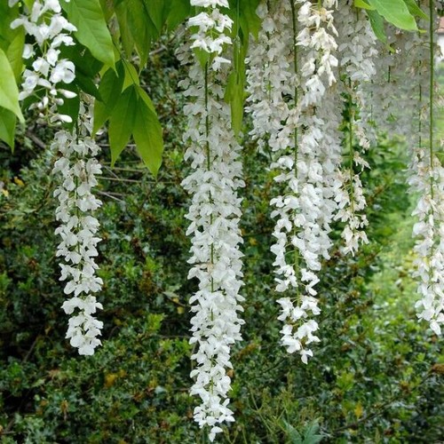 Amdgarden pianta glicine - amdgarden,