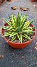 Agave regina victoria