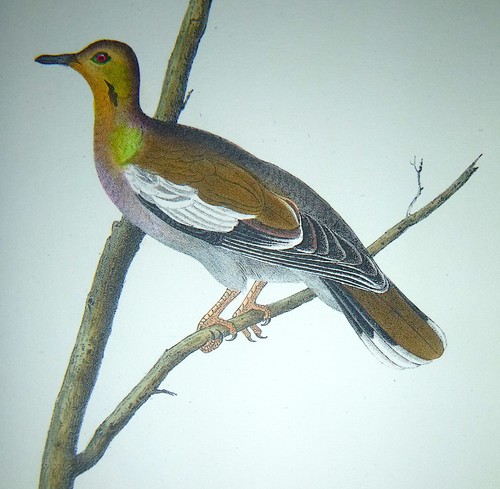 Audubon octavo la - 1°ed,