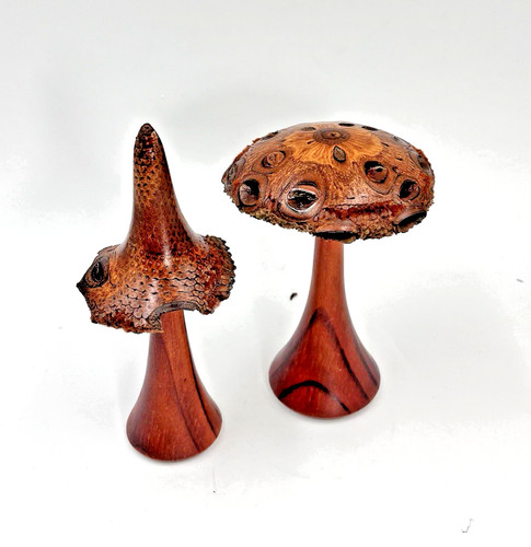 Banksia pod funghi - funghi, legno