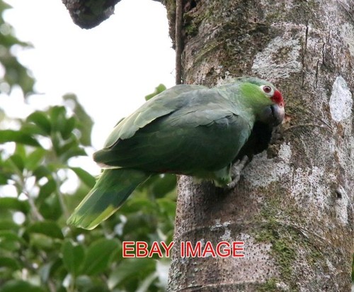 Photo red lored - , parrot