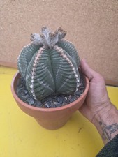 Astrophytum XXXL Kikko Own Roots OLD Cactus Geohintonia aztekium copiapoa 