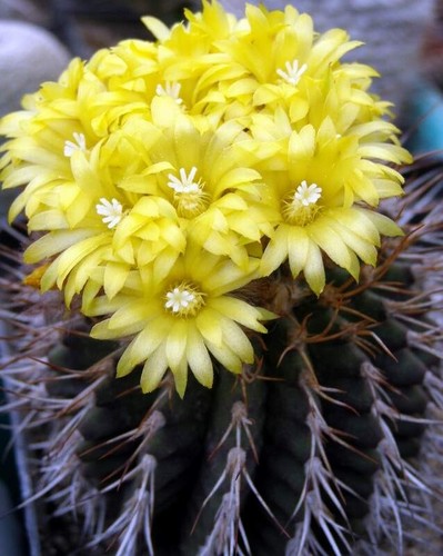 Uebelmannia buingii hu141 - buingii,