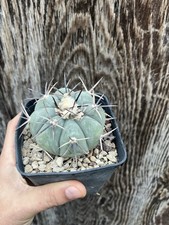 Echinocactus Horizonthalonius