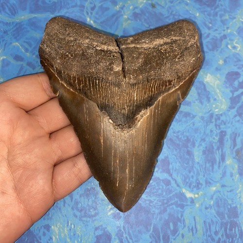 Megalodonte dente squalo - megalodonte,
