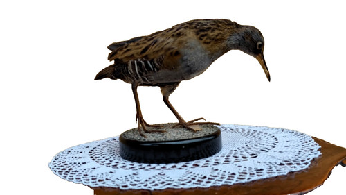 Trofeo caccia esemplare - trofeo,