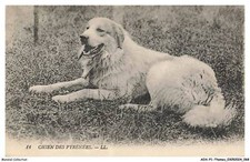 AOAP1-0035-ANIMALI - Cane Dei