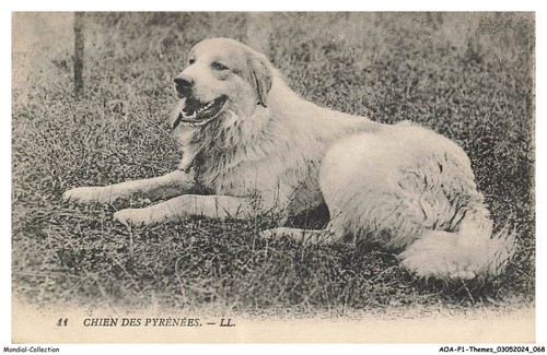 Aoap1 0035 animali cane dei - aoap1-0035-animali,