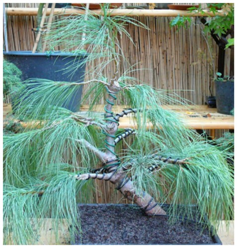 Semi pino excelsa pinus - di,
