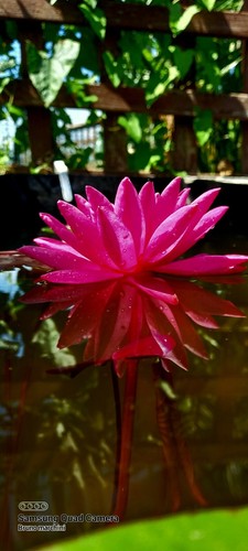Rizoma ninfea pink ribbon - rizoma,