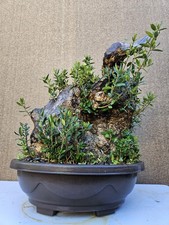 Old European Olive Bonsai