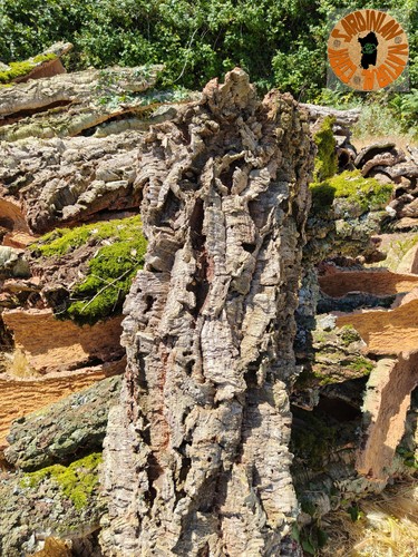 Sughero sardegna corteccia - sardegna,