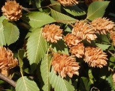 Ostrya carpinifolia | carpino luppolo europeo | carpino luppolo - corpino luppolo europeo