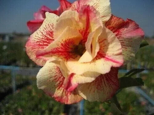 Semi adenium obesum luang - di,