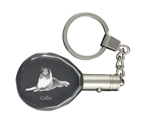Collie pelo lungo pastore - pelo, lungo,