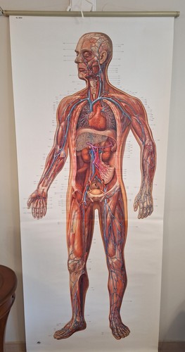 Poster anatomico ddr del - poster,