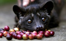 KOPI LUWAK CIVET CAFFE' 100 grammi 100% REALE!!!