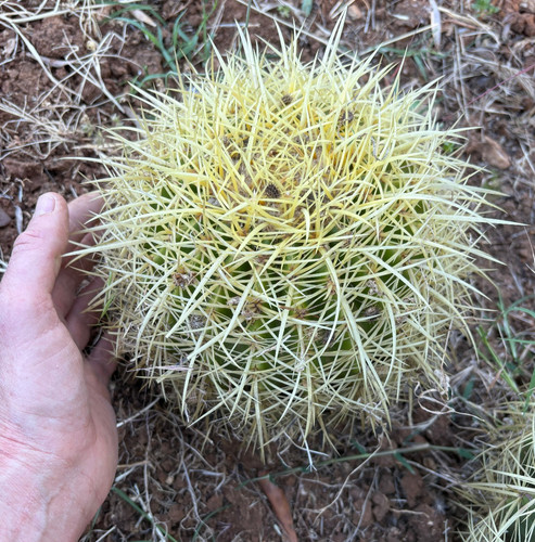 Echinocactus grusonii pianta - -,