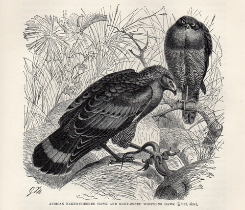 Stampa antica 1894 falco - stampa,