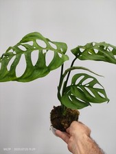 Monstera Esqueleto Epipremnoides
