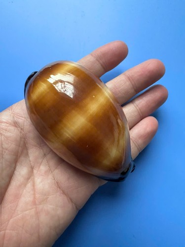 Cypraea talpa f - talpa, |