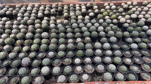 Pezzi rari cactus mix - pezzi,