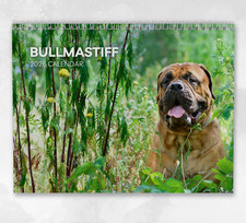 Bullmastiff Calendar 2026