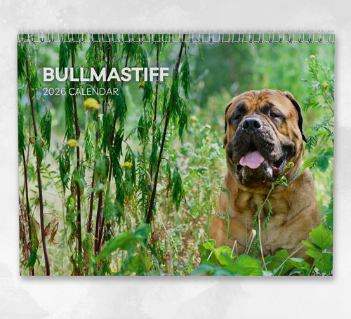 Bullmastiff calendario 2026 - calendario,