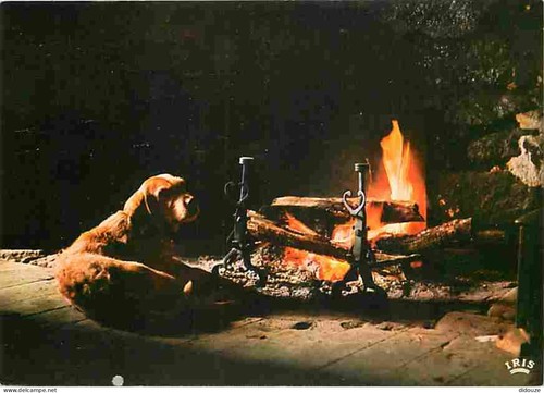 Postcard animals dogs - postcard,