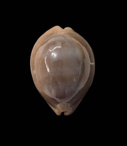 Conchiglia shell cypraea - conchiglia,