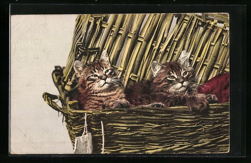 Cartolina gatti addormentati - gatti,