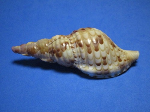 Charonia tritonis linneo - charonia, (linneo