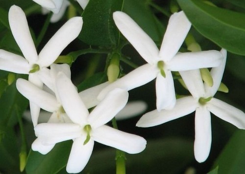 Pianta gelsomino jasminum - di,
