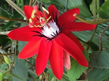 Passiflora miniata 10 semi