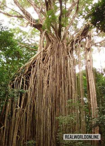 Fico sacro ficus religiosa - fico,