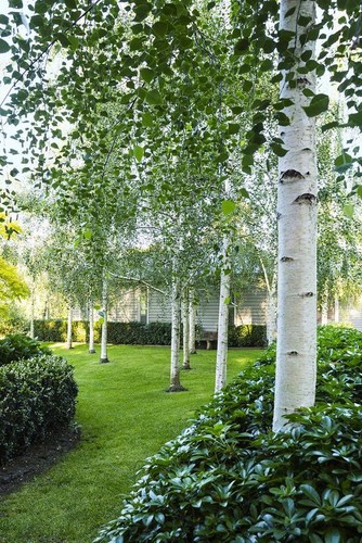 Betulla bianca alba - , "betula