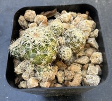 Discocactus Buenekeri RARE