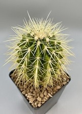 Echinocactus Grusoni Zimapampa