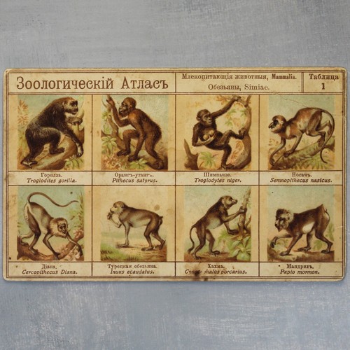 Atlante zoologico mammiferi - atlante,