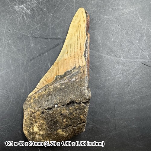 Authentic carcharodon - authentic,