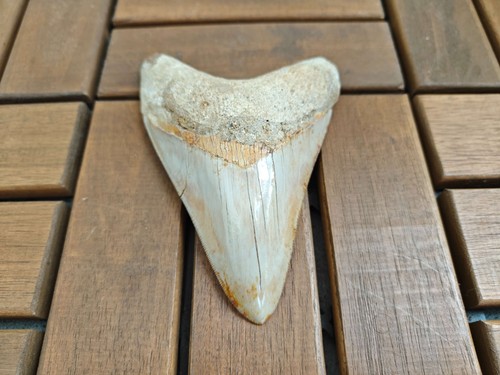 Radice asimmetrica lunga 03 - radice,