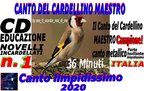 Canto del cardellino - del,