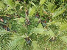 Palma messicana washingtonia - palma, (washingtonia