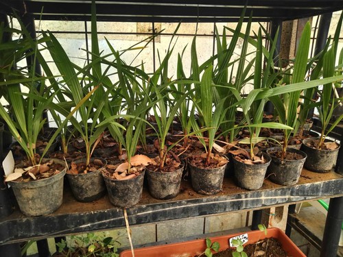 Piante palme chamaerops - 40,