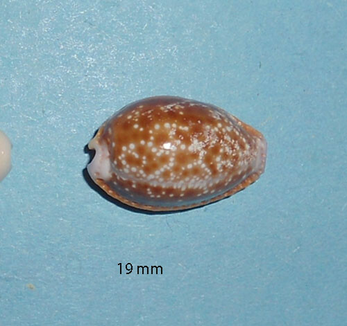 Cypraea helvola argella - cypraea,